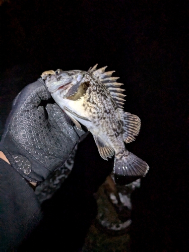 クロソイの釣果