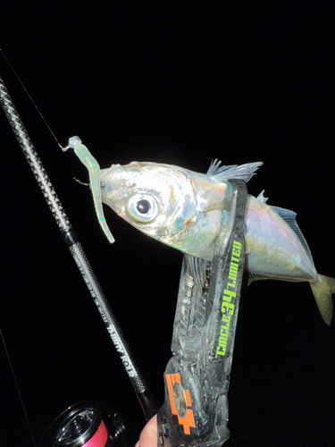 マアジの釣果