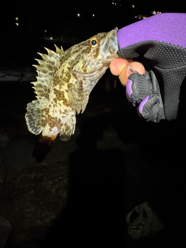 タケノコメバルの釣果