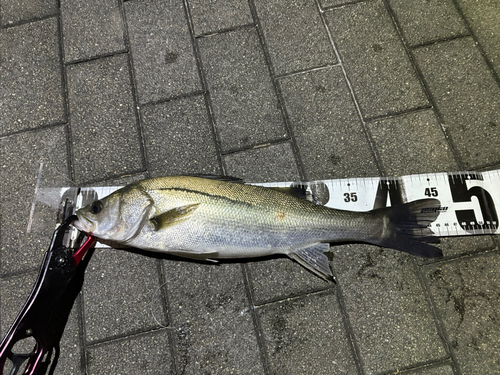 シーバスの釣果