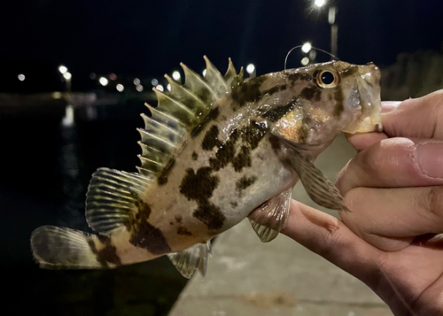 タケノコメバルの釣果