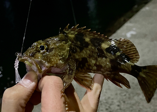 カサゴの釣果