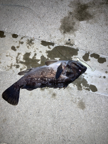 クロソイの釣果