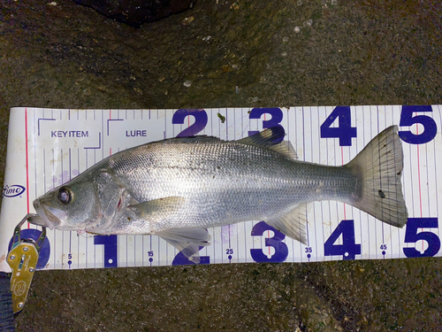 シーバスの釣果