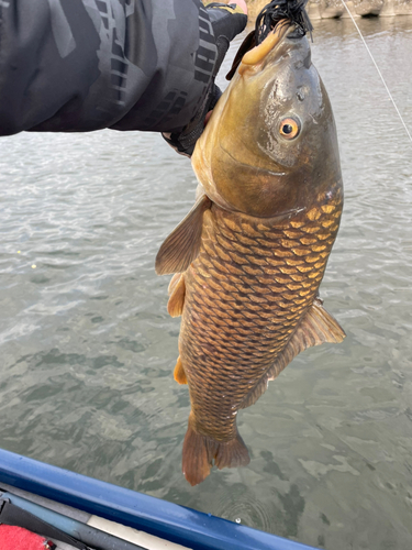 コイの釣果