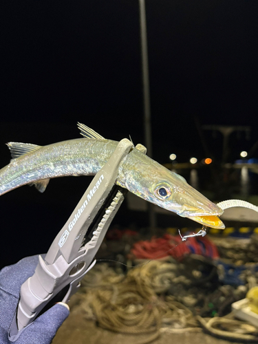 カマスの釣果