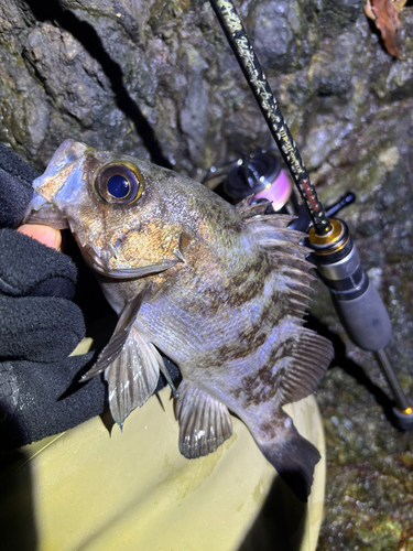 メバルの釣果