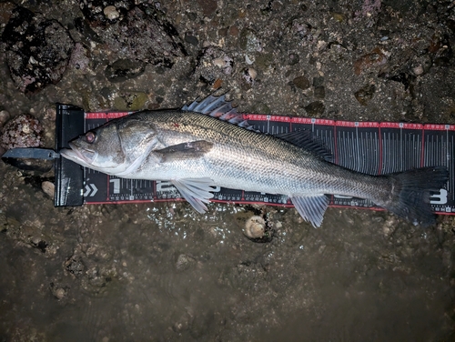 スズキの釣果