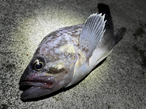 クロソイの釣果