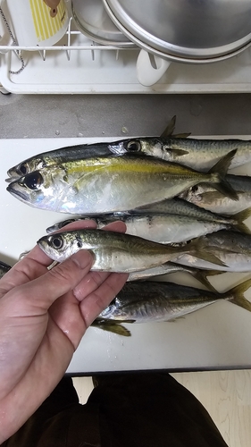 アジの釣果