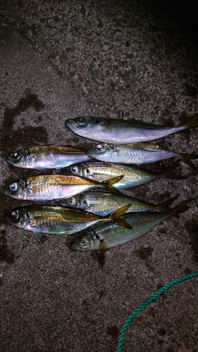 アジの釣果