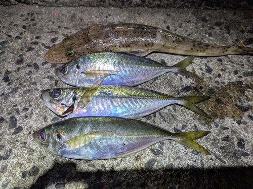 アジの釣果