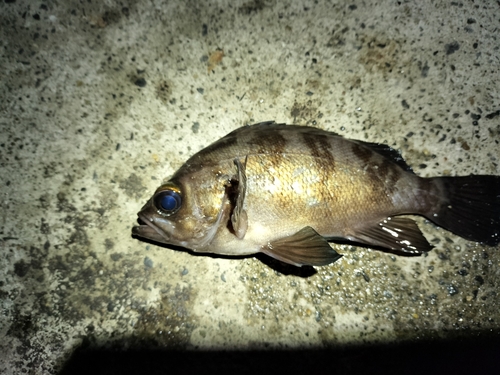 メバルの釣果