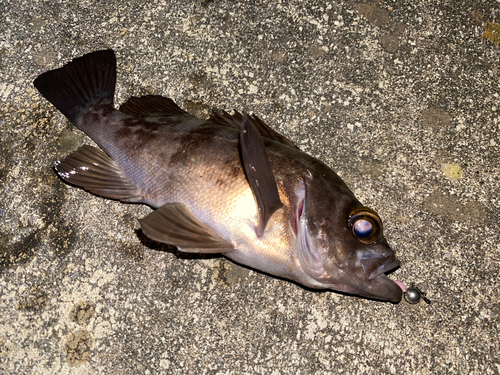 メバルの釣果