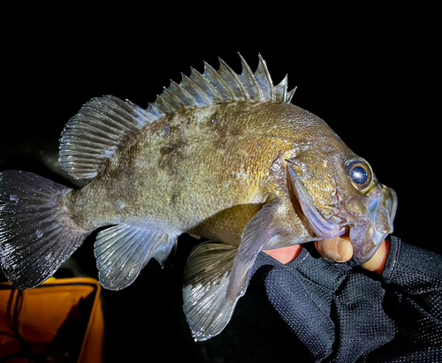 メバルの釣果