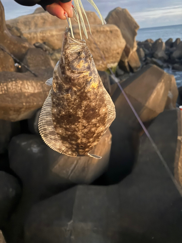 ヒラメの釣果