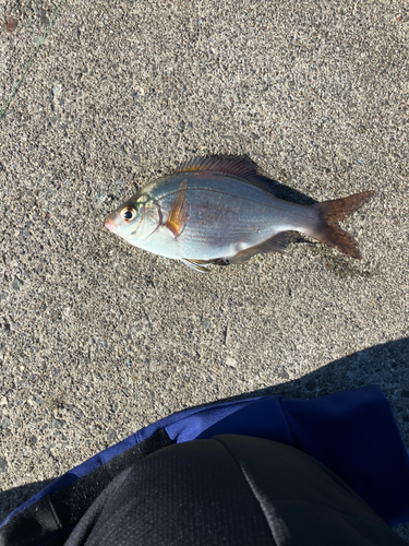 ウミタナゴの釣果