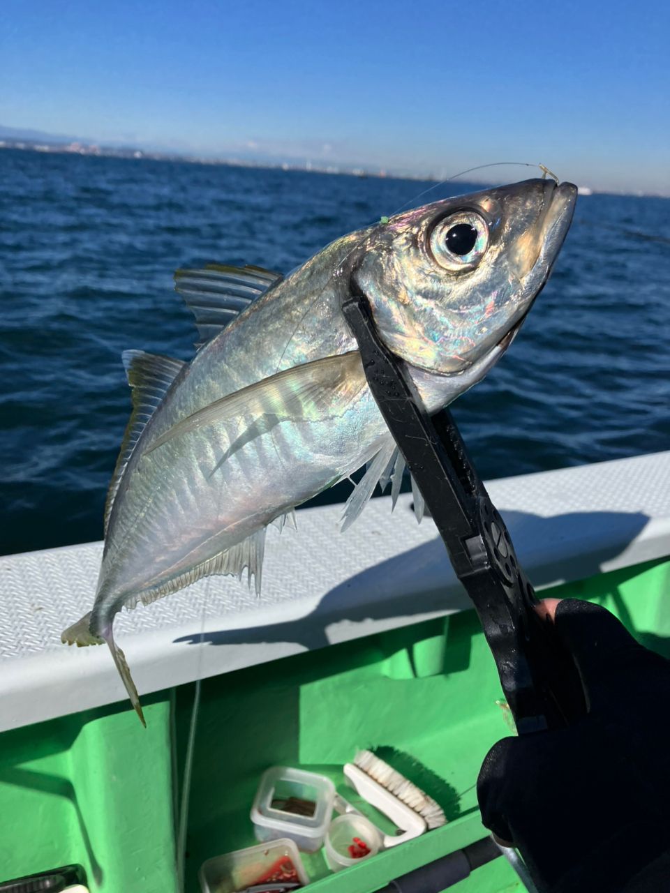 どぶ大根さんの釣果 1枚目の画像