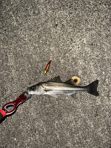 セイゴ（マルスズキ）の釣果