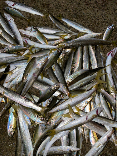 アカカマスの釣果