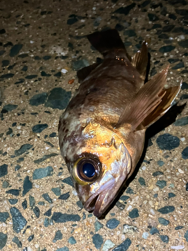 メバルの釣果