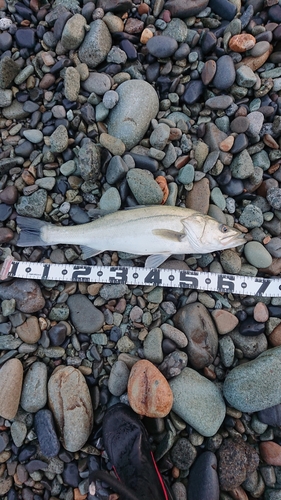 スズキの釣果