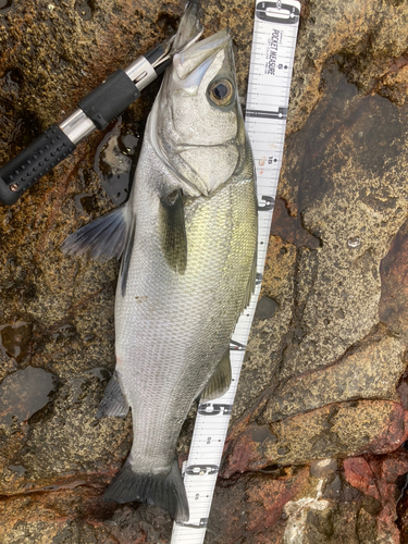 ヒラスズキの釣果