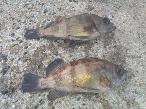 メバルの釣果