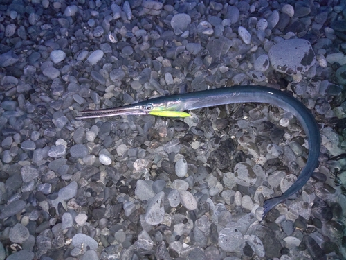 ダツの釣果