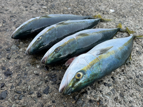 ハマチの釣果