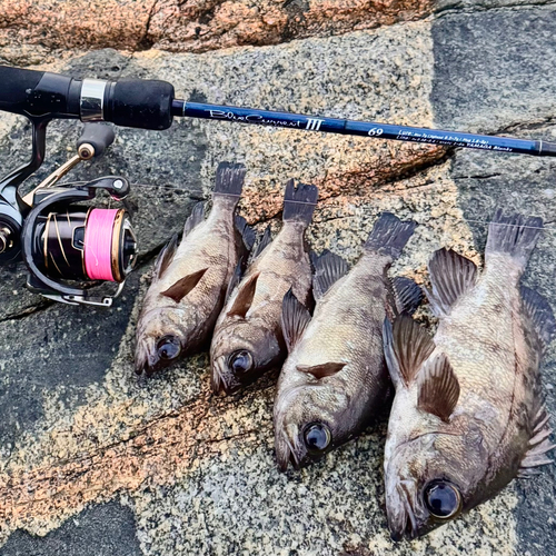 メバルの釣果