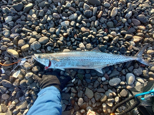 サゴシの釣果