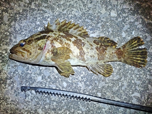 タケノコメバルの釣果