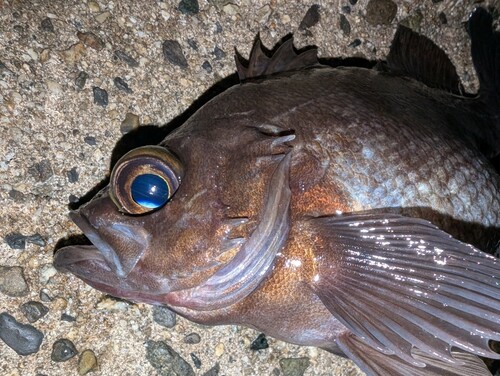 メバルの釣果