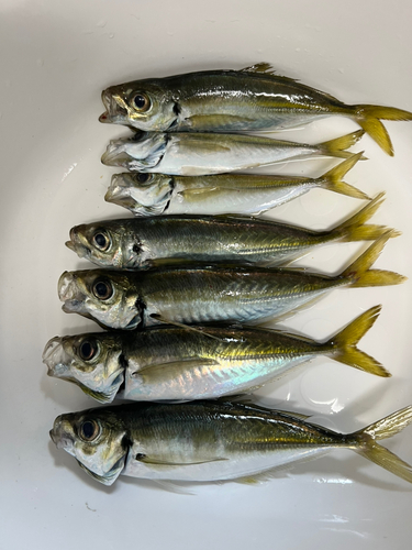 アジの釣果