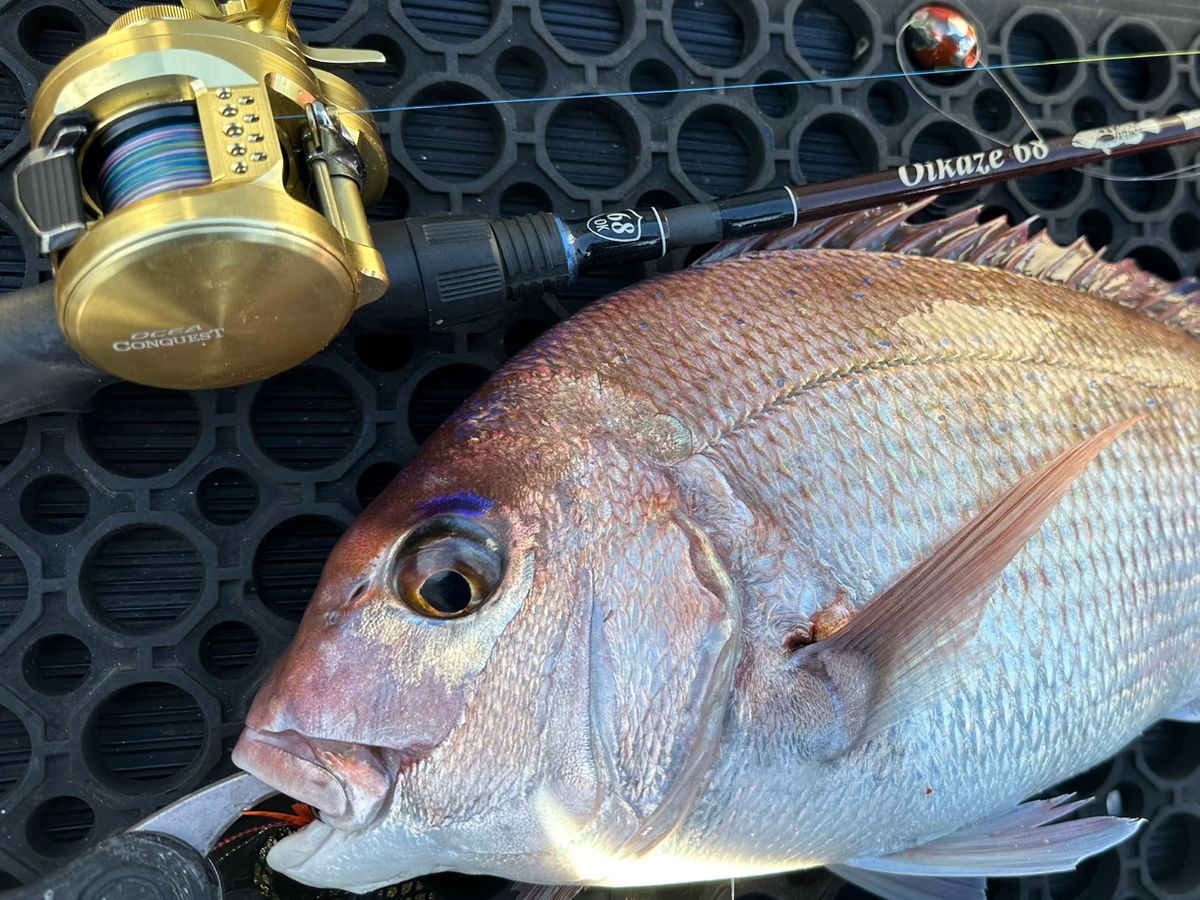 Ryo Kさんの釣果 3枚目の画像