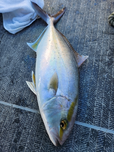 カンパチの釣果