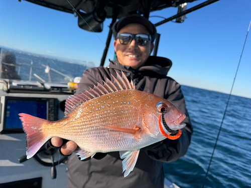 マダイの釣果