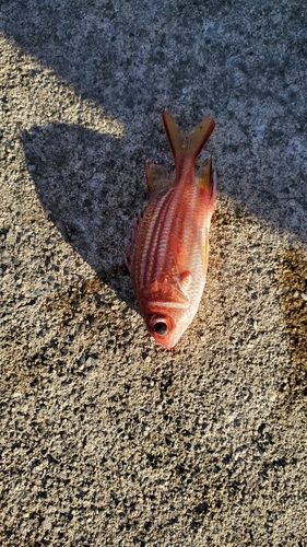 イットウダイの釣果