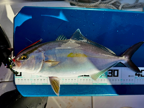 ショゴの釣果