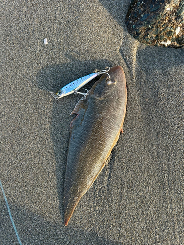 シタビラメの釣果