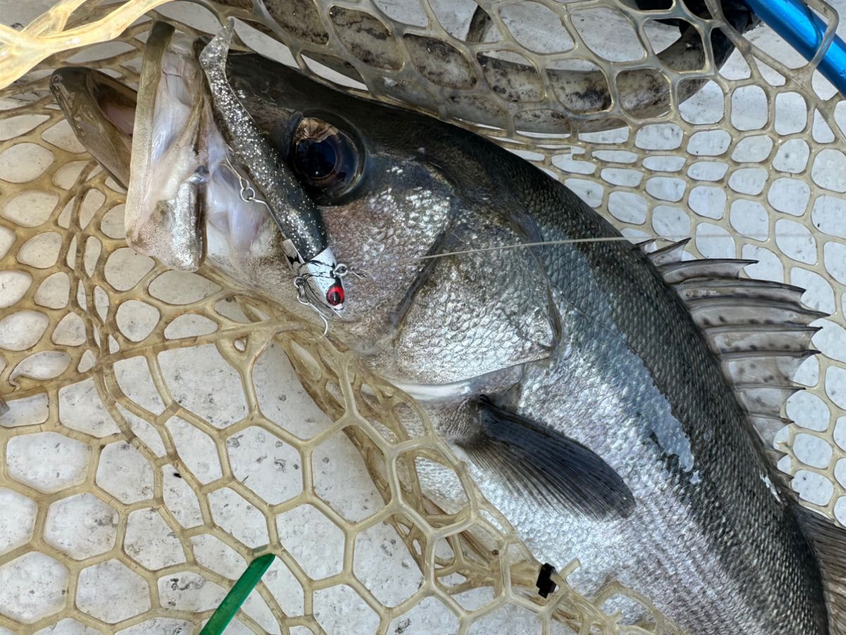 Ryo Kさんの釣果 3枚目の画像