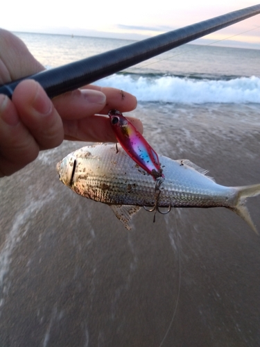 コノシロの釣果