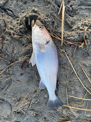 オオニベの釣果