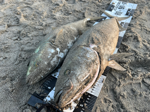 ブリの釣果