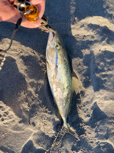 ワカシの釣果