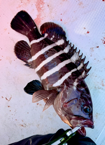 マハタの釣果