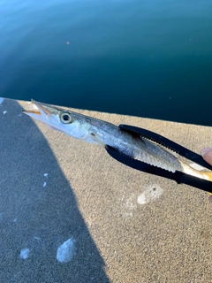 カマスの釣果