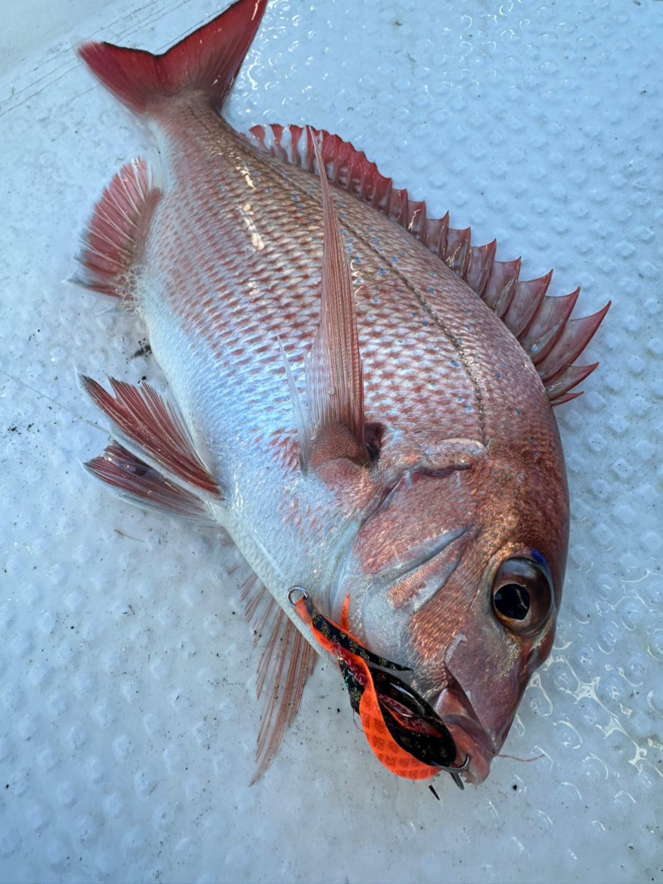 Ryo Kさんの釣果 2枚目の画像