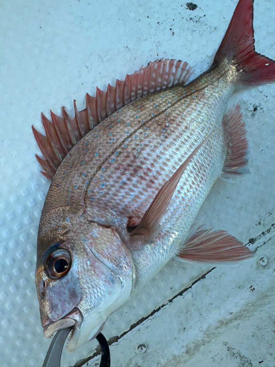 Ryo Kさんの釣果 3枚目の画像